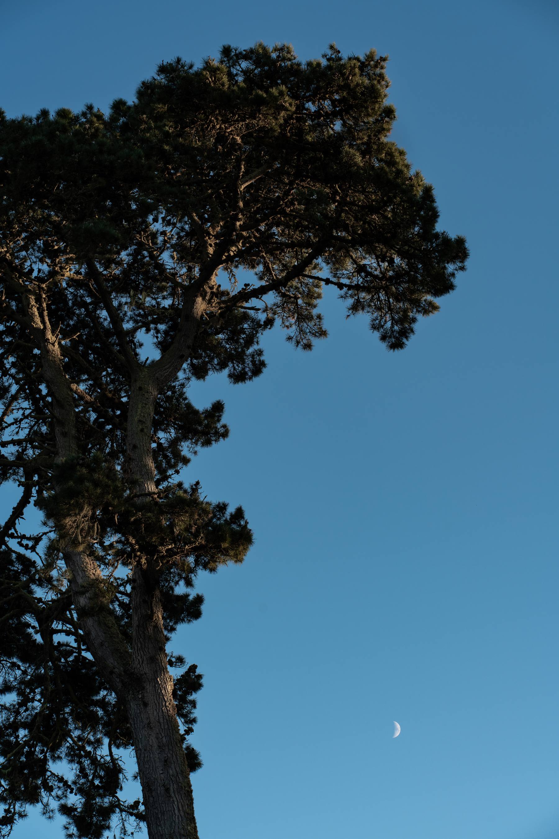 lands end trail, san francisco, california